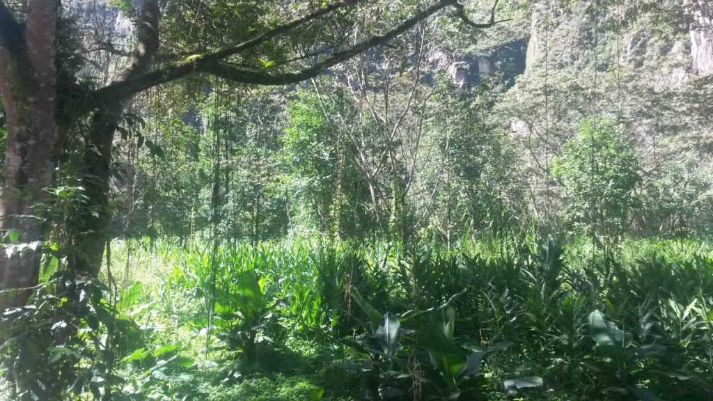 wp-1461596388587.jpg image